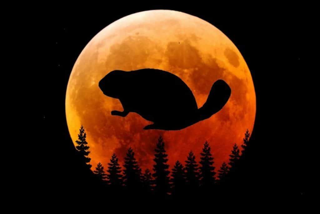 November 12, 2019 Full Moon Beaver Moon November Full Moon